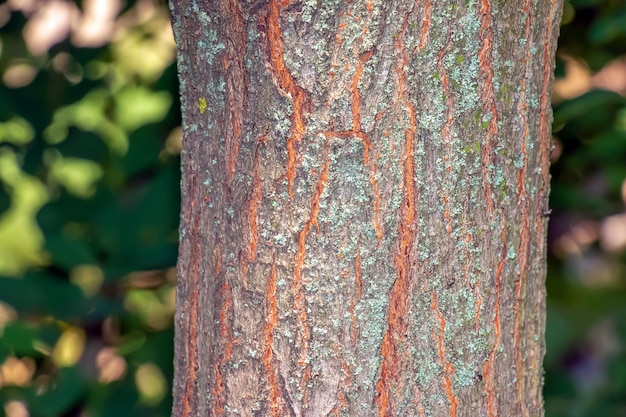 Détail de l'écorce de l'arbre de la pluie dorée nom latin Koelreuteria paniculata