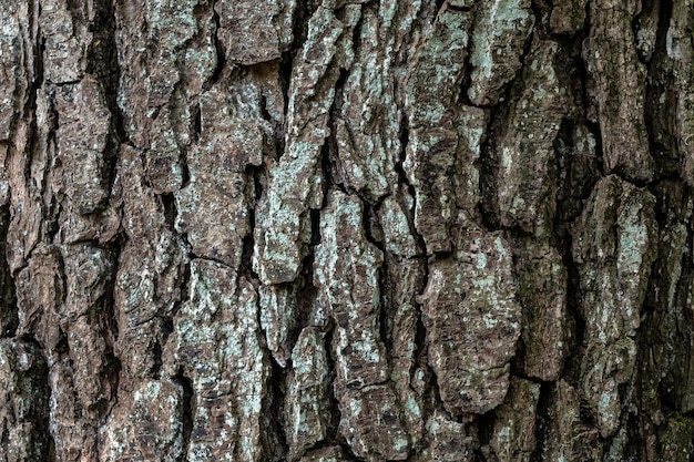 Détail de l'écorce des arbres Aulne Alnus glutinosa texture naturelle