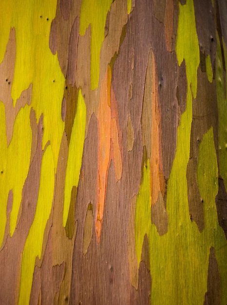 Détail de l'écorce colorée de l'arbre d'eucalyptus arc-en-ciel