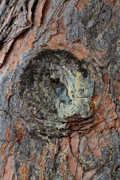 Photo détail d'écorce de pin avec de la résine seepage dans un environnement naturel