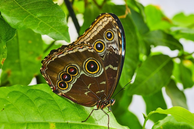 Détail de l'emblématique papillon hibou sur feuilles vertes