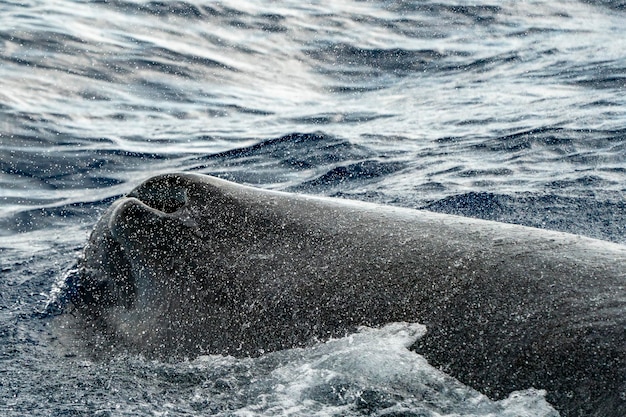 Un détail d'évent de cachalot sur la surface de la mer Plongée de cachalot au coucher du soleil dans la mer Méditerranée