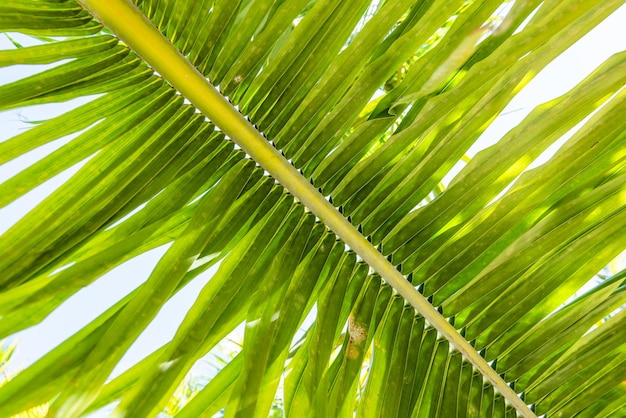 détail de la feuille de cocotier, dans les Caraïbes tropicales. Cocos nucifera, Arecaceae, coco