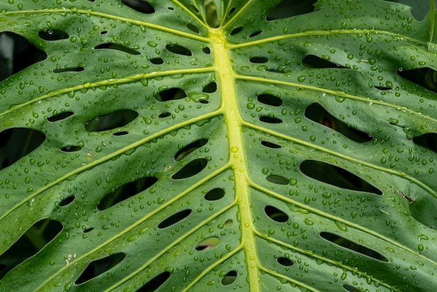 Détail de la feuille de Monstera Monstera deliciosa