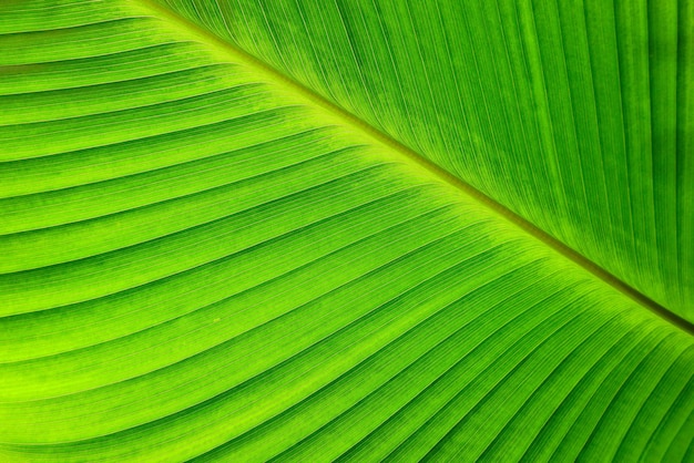 Détail de feuille de palmier, fond de nature verdoyante