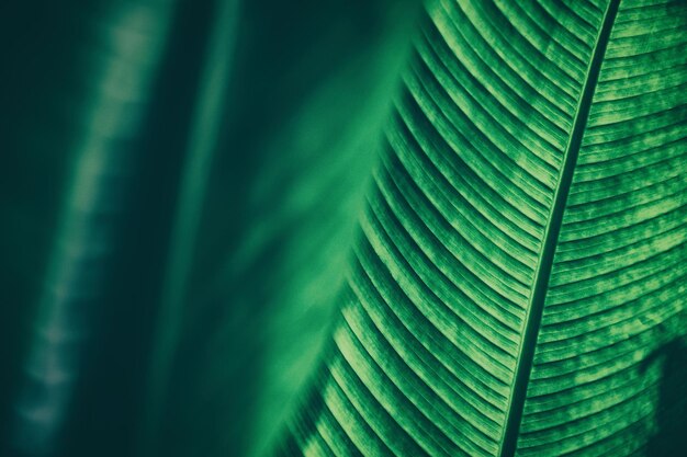 détail de feuille de palmier vert, fond de nature sombre