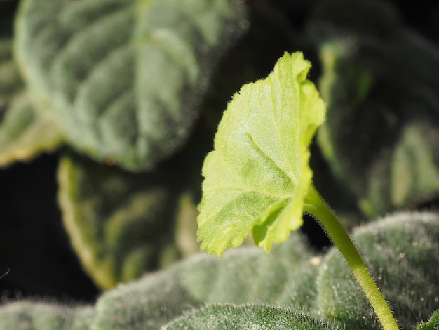 Détail de la feuille verte