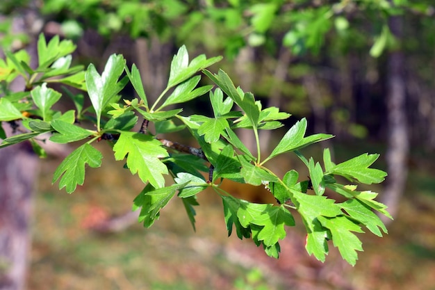 Détail des feuilles de l'aubépine Crataegus monogyna