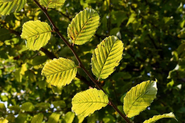 Détail des feuilles de Carpinus caroliniana le charme américain