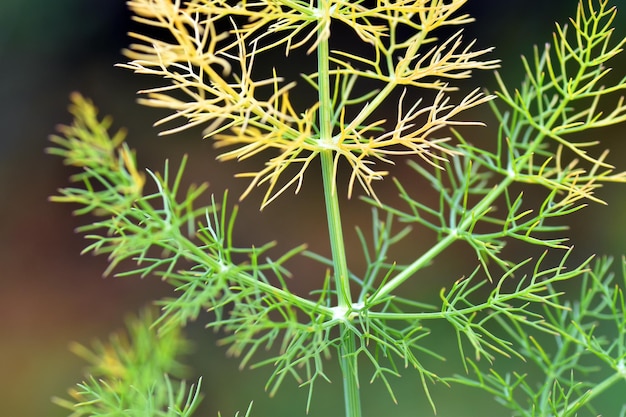 Détail des feuilles de fenouil Foeniculum vulgare C'est une plante médicinale et un condiment