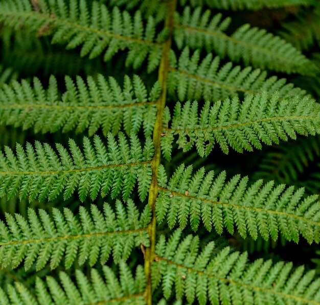 Détail des feuilles de fougère