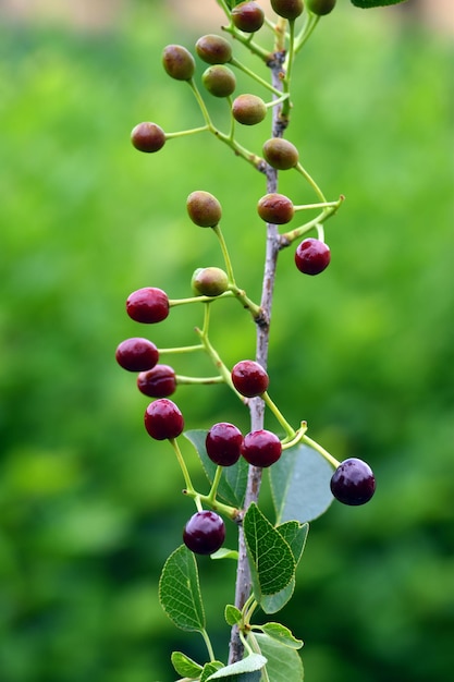 Détail des feuilles et des fruits du cerisier mahaleb Prunus mahaleb