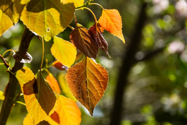 Détail de feuilles de peuplier jaunies en automne dans la forêt.