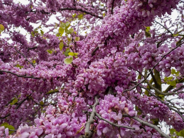 Détail de fleur de cerisier japonais