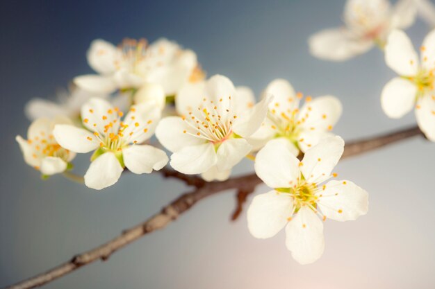 Détail de fleur de cerisier