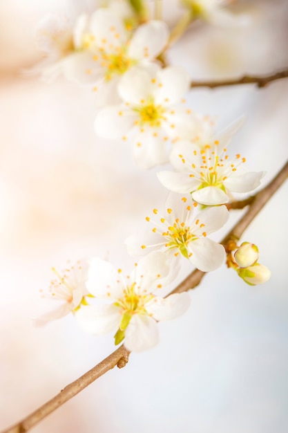 Détail de fleur de cerisier