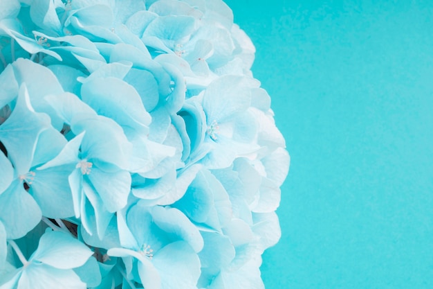 Détail De La Fleur D'hortensias Turquoise