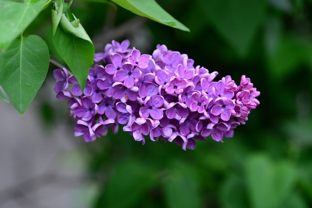 Détail de fleur de lis