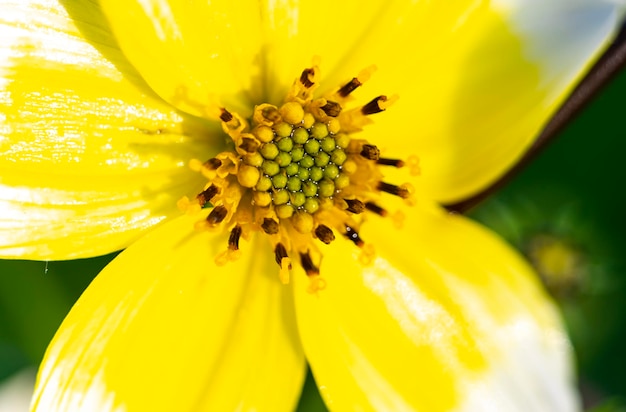 Détail de la fleur des mendiants de l'Arizona Bidens aurea Arizona ou mendiants Apache Burmarigold avec un centre jaune foncé et des pétales jaunes dorés et blancs bicolores