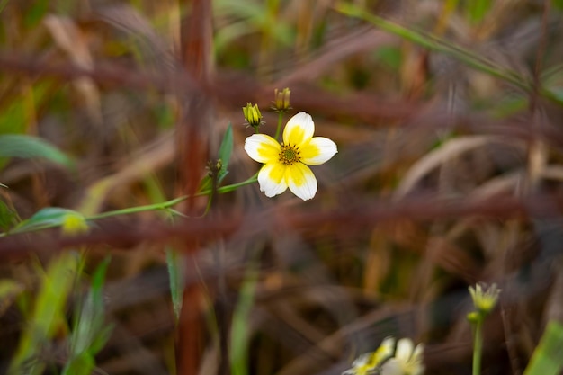 Détail de la fleur de mendiants d'Arizona Bidens aurea mendiants d'Arizona ou d'Apache Burmarigold à centre jaune foncé et pétales bicolores jaune d'or et blanc