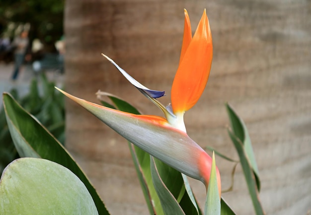 Détail de fleur d'oiseau de paradis en fleurs ou Strelitzia Reginae