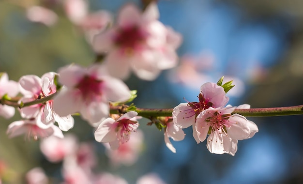 Détail de la fleur d'un pêcher au printemps.