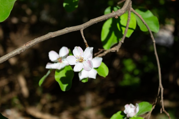 Photo détail de la fleur de quince blanche au printemps