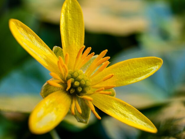 Détail de la fleur