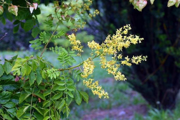 Détail des fleurs de l'arbre de pluie d'or Koelreuteria paniculata