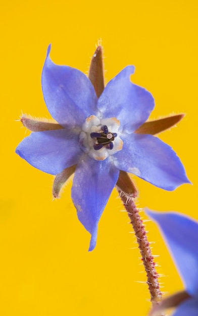 Détail des fleurs bleues de la plante bourrache isolée sur fond jaune