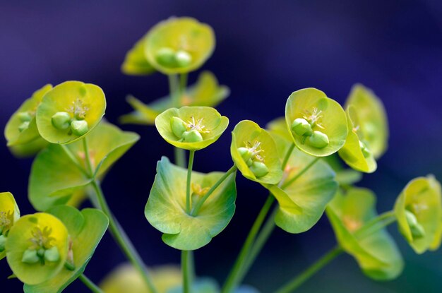 Détail des fleurs d'euphorbie Euphorbia sp