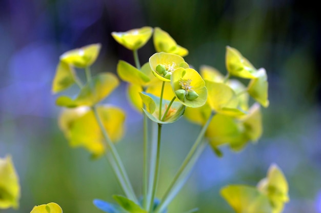 Détail des fleurs d'euphorbie Euphorbia sp