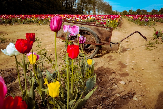 Détail de fleurs et de plantes de paysages naturistes