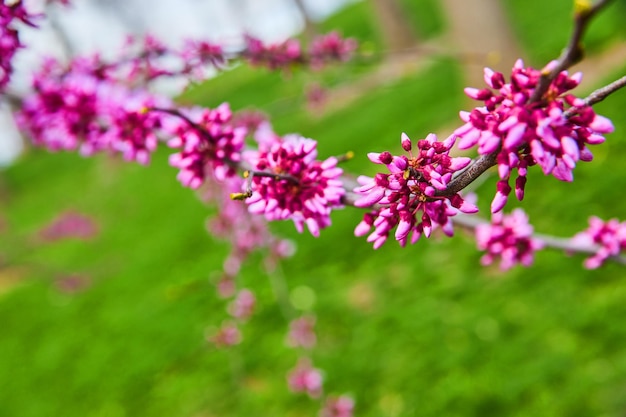 Détail de fleurs roses sur une branche de cerisier au printemps