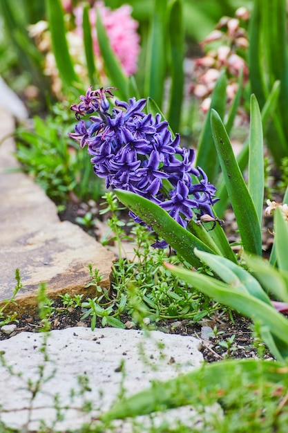 Détail de fleurs violettes qui fleurissent au printemps à côté d'un sentier de pierre