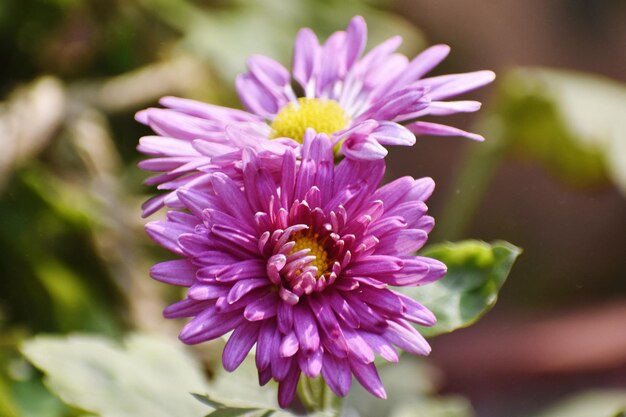 Détail de la floraison des chrysanthèmes violets dans le jardin d'automne