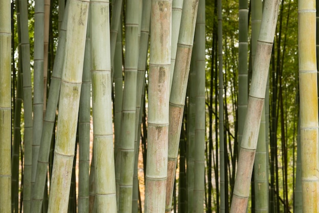 Détail de la forêt de bambous