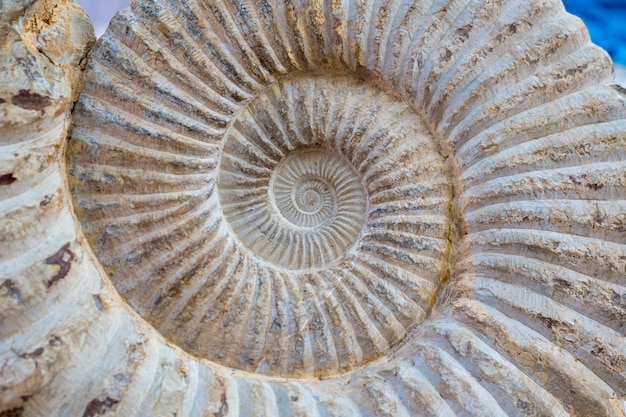 Photo détail de fossile spirale antique d'escargot
