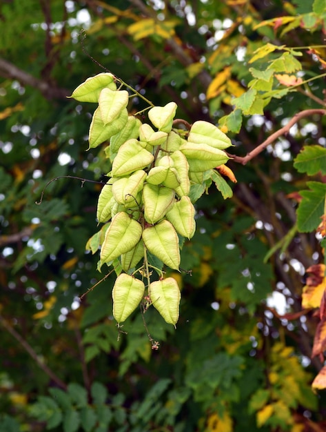 Détail des fruits de l'arbre à pluie dorée Koelreuteria paniculata