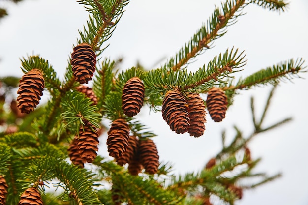 Détail de glands sur pin en hiver