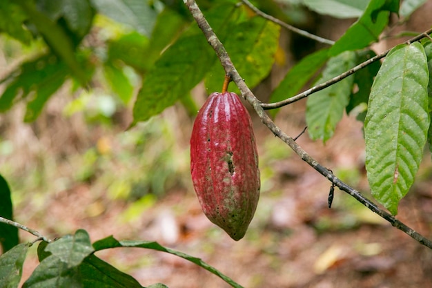 Détail de gousses de cacao dans une plantation de cacao biologique dans la jungle péruvienne dans la région de San Martín
