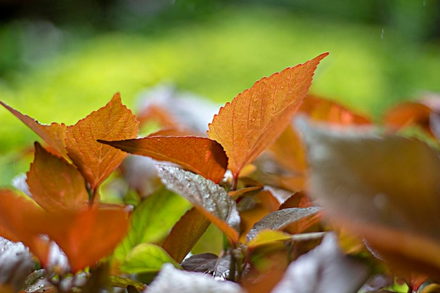 détail de gouttes d'eau sur les feuilles