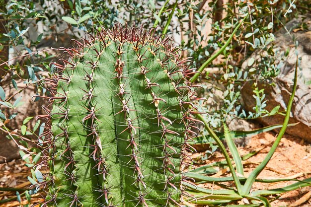 Détail d'un grand cactus entouré d'une variété de cactus