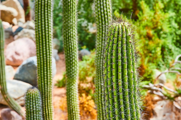 Détail d'un grand cactus traditionnel couvert de pointes avec des plantes du désert en arrière-plan