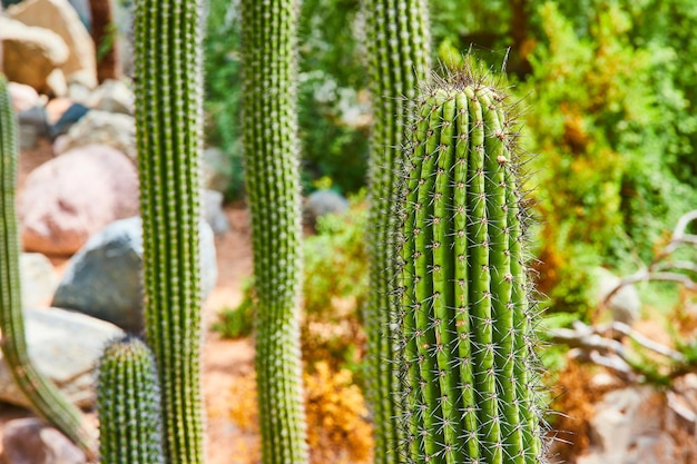 Détail de grands cactus traditionnels couverts de pointes avec des plantes du désert en arrière-plan