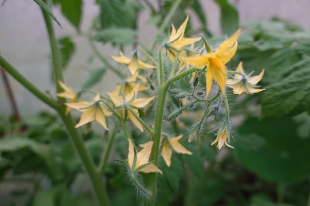 détail en gros plan de la fleur de tomate qui pousse dans le jardin de la tomate