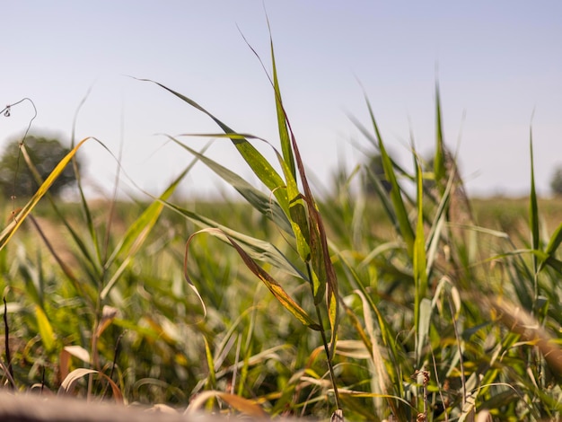 Détail de l'herbe du fossé