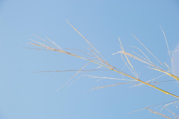 Détail d'une herbe jaune à Rio de Janeiro Brésil