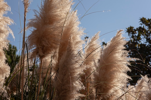 Détail de l'herbe de la pampa sur un jardin par une journée ensoleillée