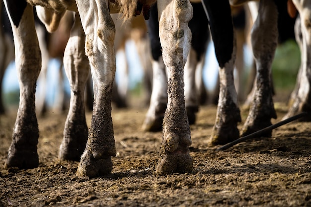 Détail des jambes d'une ligne de vaches allant paître dans un champ en Uruguay